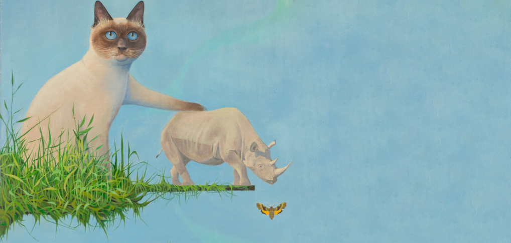 Studium kota i (eko)pudełka [wystawa w muzeum Manggha w Krakowie]