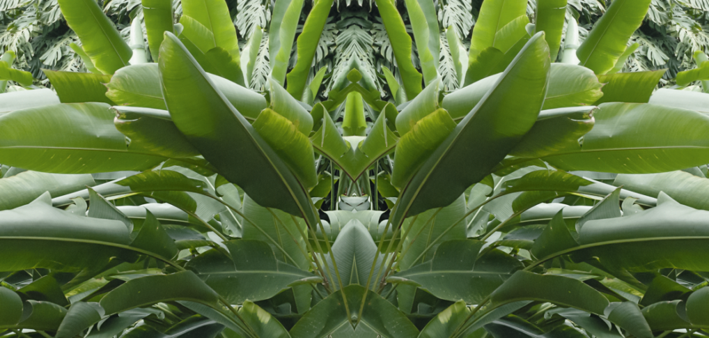 „ABSTRAKTTROPIK. Helioterapia w kontekście eksperymentu BIOSPHERE 2”w Muzeum Manggha