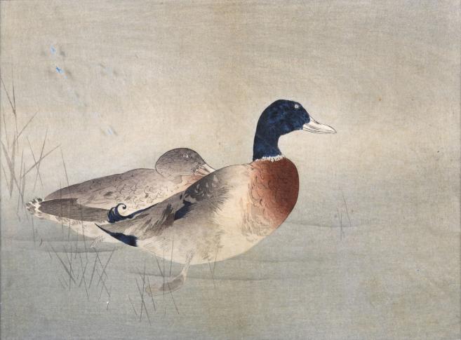 Watanabe Seiteia, Kaczki