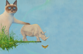 Studium kota i (eko)pudełka [wystawa w muzeum Manggha w Krakowie]