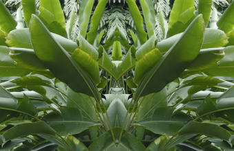 „ABSTRAKTTROPIK. Helioterapia w kontekście eksperymentu BIOSPHERE 2”w Muzeum Manggha