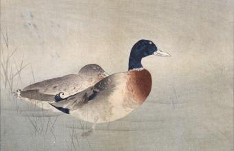 Watanabe Seiteia, Kaczki