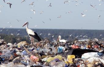 Wystawa Bio-Chem, Diana Lelonek, Rośliny i śmieci, instalacja video, fot. archiwum artysty