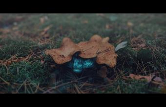 Jaki powinien być po prostu człowiek? [teledyski Kasi Jaźnickiej]