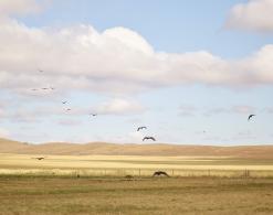 step, Ukraina