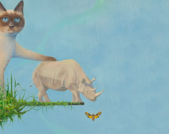 Studium kota i (eko)pudełka [wystawa w muzeum Manggha w Krakowie]