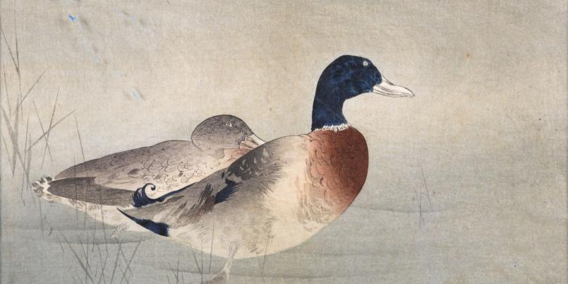 Watanabe Seiteia, Kaczki