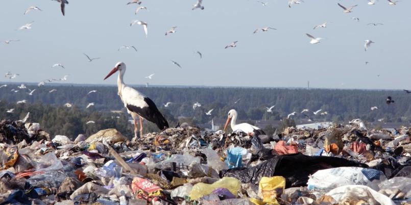 Wystawa Bio-Chem, Diana Lelonek, Rośliny i śmieci, instalacja video, fot. archiwum artysty